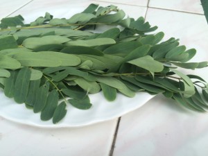 kathuru kola leaves