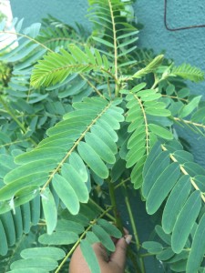 kathuru kola tree